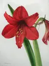 Profile picture of Amaryllis